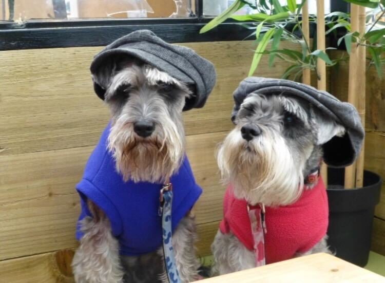 UK ClassBento dogs